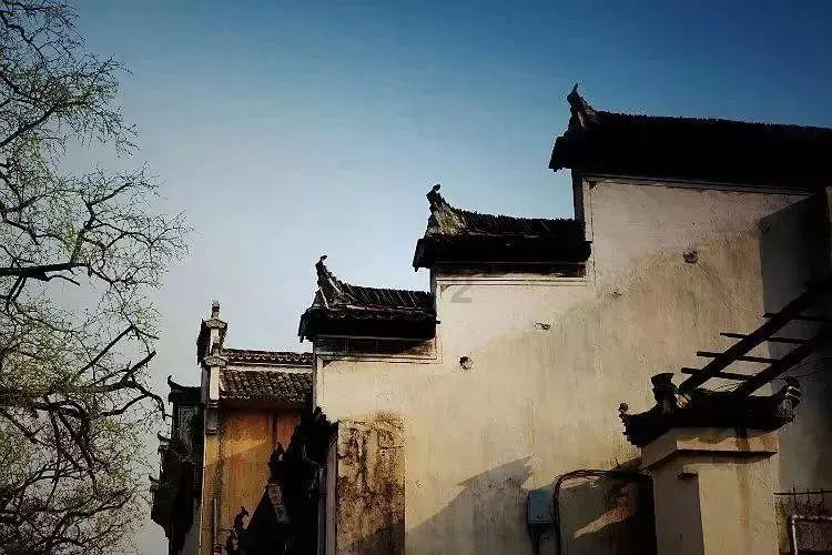 细胞分裂5